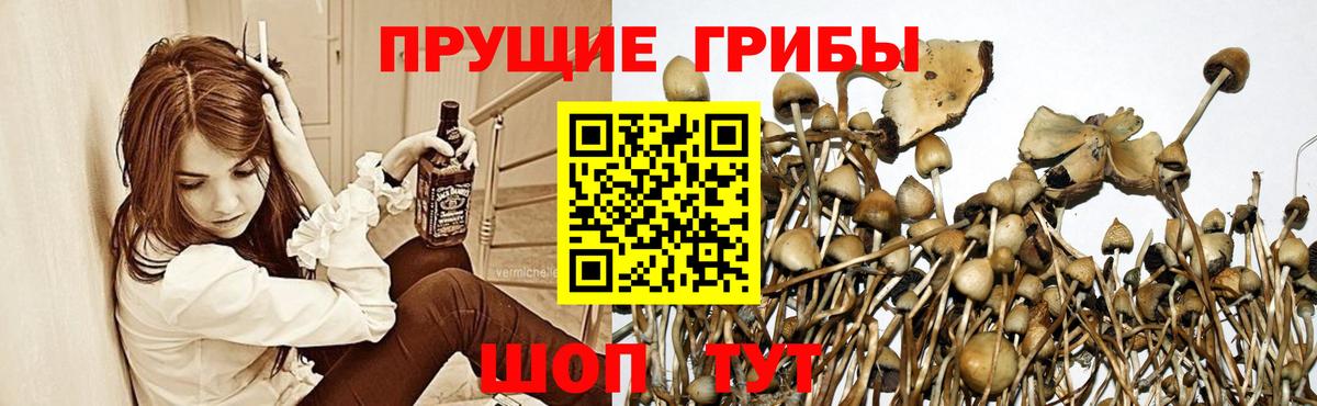 что такое наркотик  Псилоцибиновые грибы Cubensis  Петропавловск-Камчатский  Вход с VPN  Галлюциногенные грибы MAGIC MUSHROOMS 